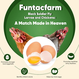 Chickens peck at Funtacfarm BSFL, a high-protein treat that supports egg production