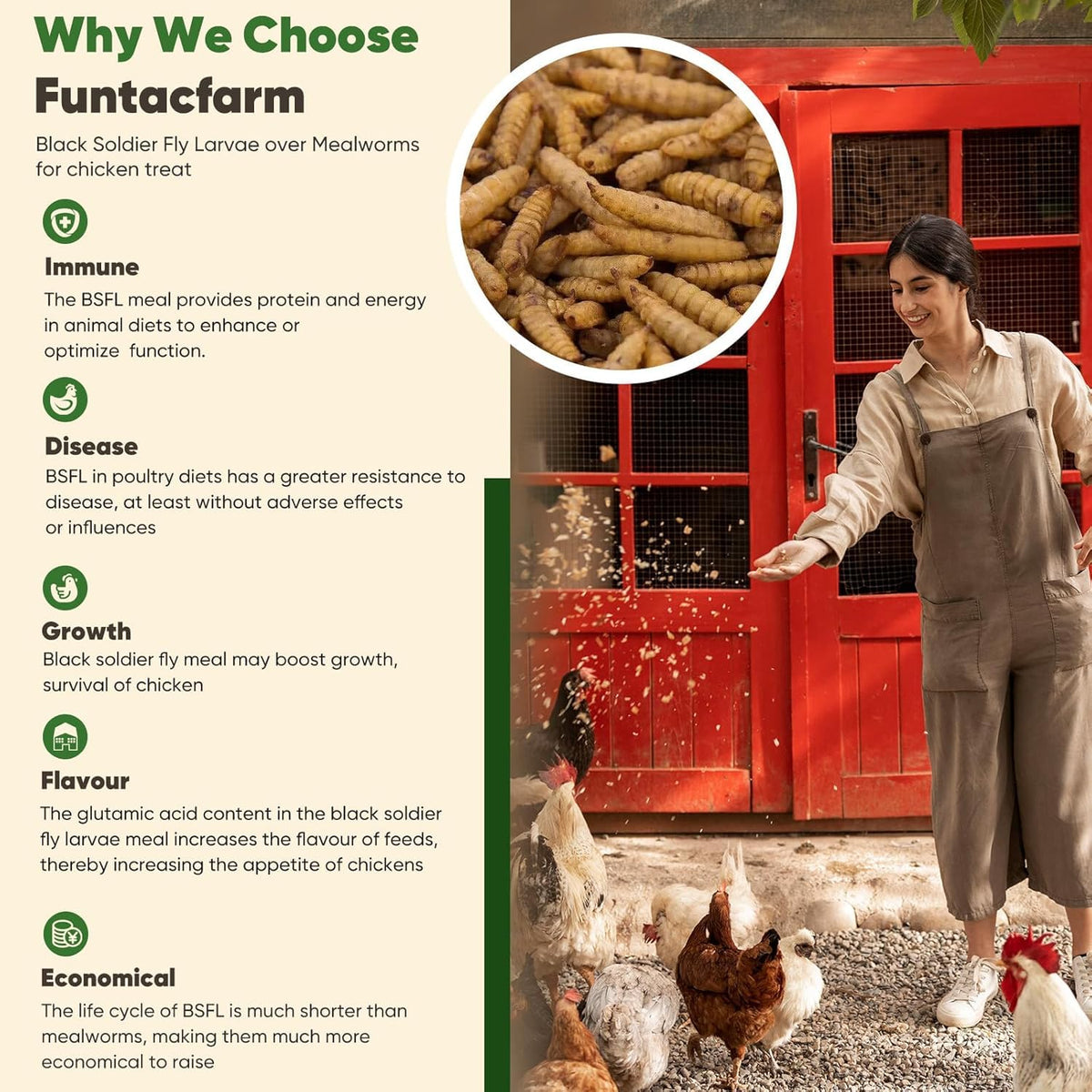 Funtacfarm BSFL close-up texture, clean and impurity-free