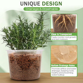 FUOAUYK 10-inch clear nursery pot with drainage supports larger plants.