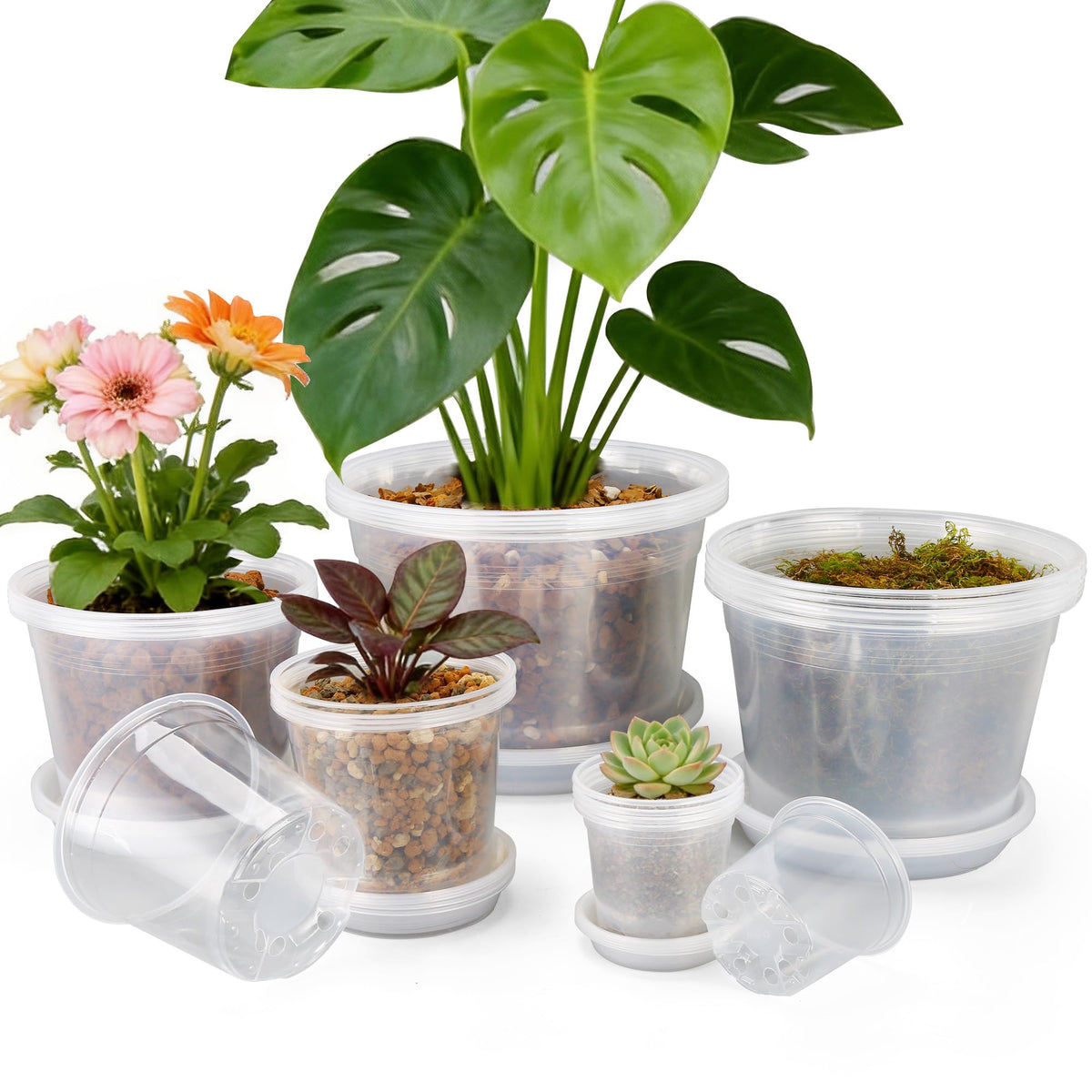 FUOAUYK 12 inch clear nursery pot with saucer shows root growth and drainage