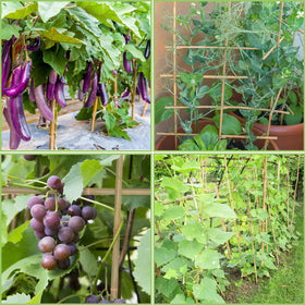 GAGINANG bamboo-sticks-durable-longevity long-lasting stakes for trees and shrubs
