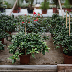 GAGINANG bean climbing stake helps vines grow upright