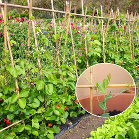 GAGINANG bean-sticks-natural-bamboo helps vines grow upright and tidy