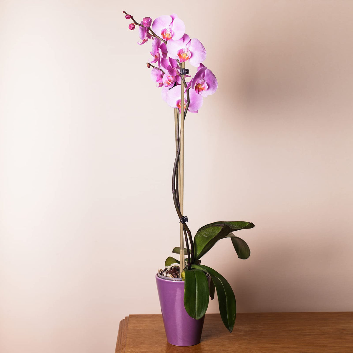 GAGINANG indoor/outdoor plant stake usage supports potted plants