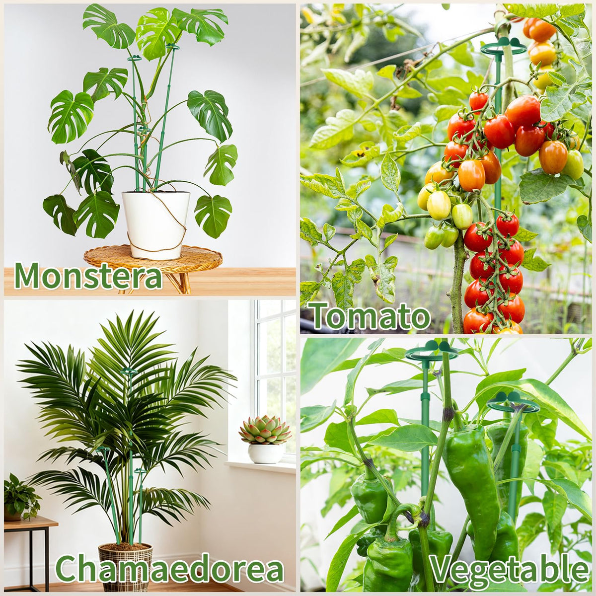 Gaginang tomato and orchid support stake keeps plants upright