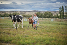 Gallagher Smart Fence 2 field-ready setup supports flexible paddock management.