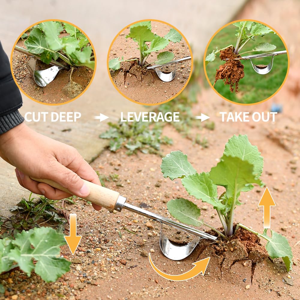 GANCHUN 4-teeth weeder loosens soil for easy digging and transplanting.