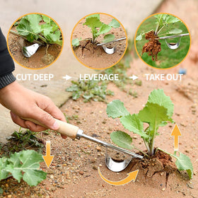GANCHUN 4-teeth weeder loosens soil for easy digging and transplanting.