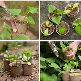 GardEasy biodegradable nursery pots designed to degrade and nourish soil