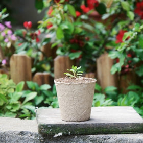 GardEasy seed-starting pots ideal for flowers, herbs, and vegetables
