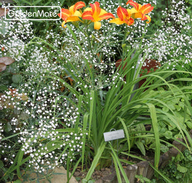 GardenMate labels suit beds, pots, balcony boxes, and herb gardens.