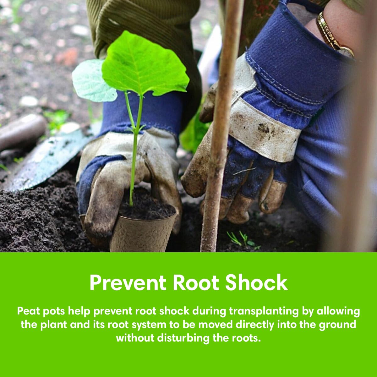 Garden Haven biodegradable pots breaking down in soil to reduce transplant shock