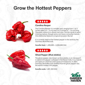 Garden Haven Ghost Pepper seeds close-up highlighting bold heat potential
