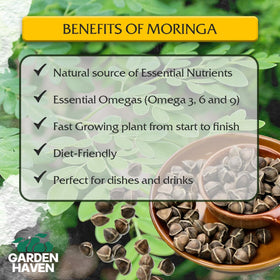 Garden Haven Moringa growing guide card helps beginners start seeds confidently