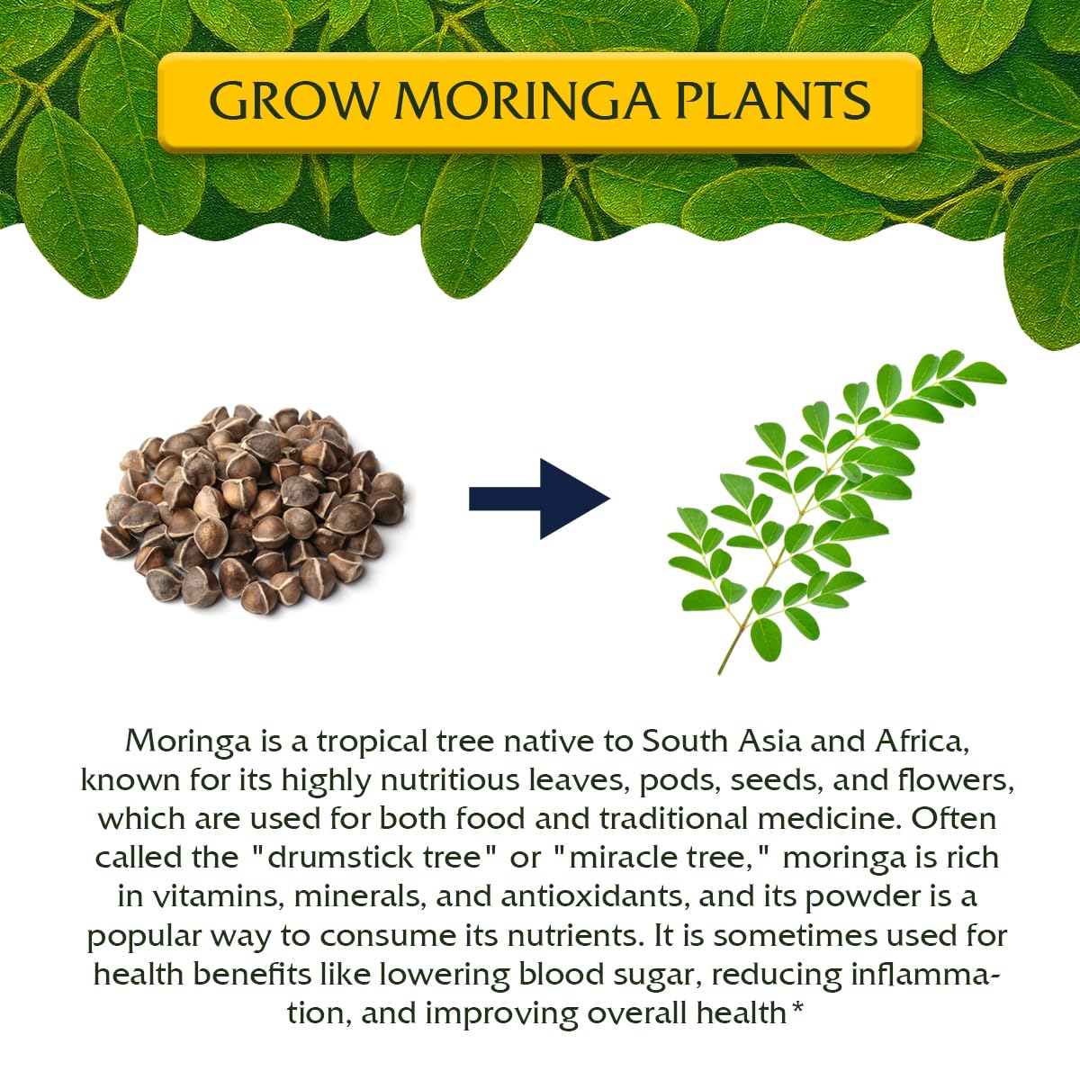 Garden Haven Moringa peat pots 5-pack for starting seedlings with minimal transplant shock
