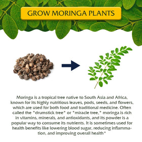 Garden Haven Moringa peat pots 5-pack for starting seedlings with minimal transplant shock
