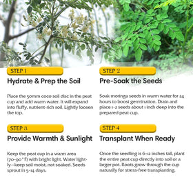 Garden Haven Moringa plant markers 5-pack to label your young trees