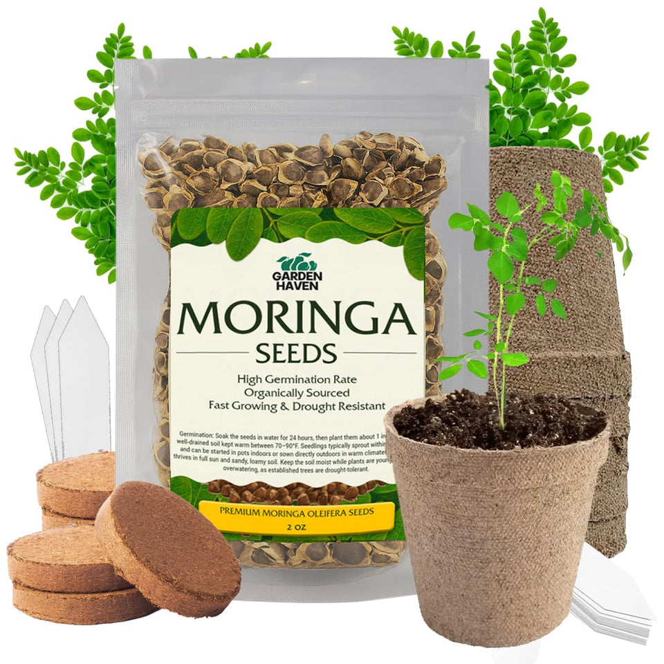 Garden Haven Moringa seeds 2oz packet for reliable germination and home cultivation