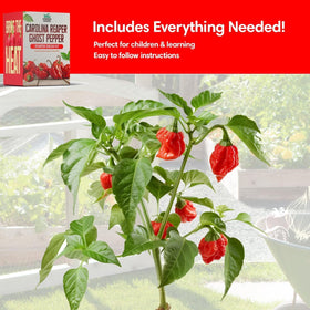 Garden Haven peat cups ready-to-use setup for quick seed starting