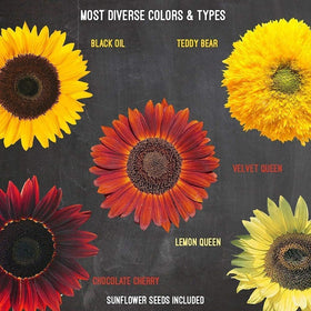 Garden Haven Sunflower kit ready-to-grow setup invites easy starting for beginners.