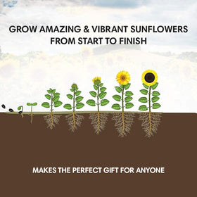 Garden Haven Sunflower plant markers and guide assist with identification and care.