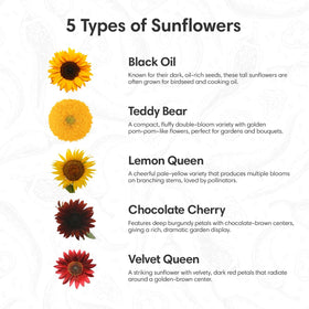 Garden Haven Sunflower seed packets variety highlights five colorful varieties for vibrant yard color.