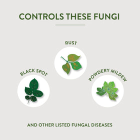 Leaves showing improved condition after Garden Safe Fungicide3 treatment