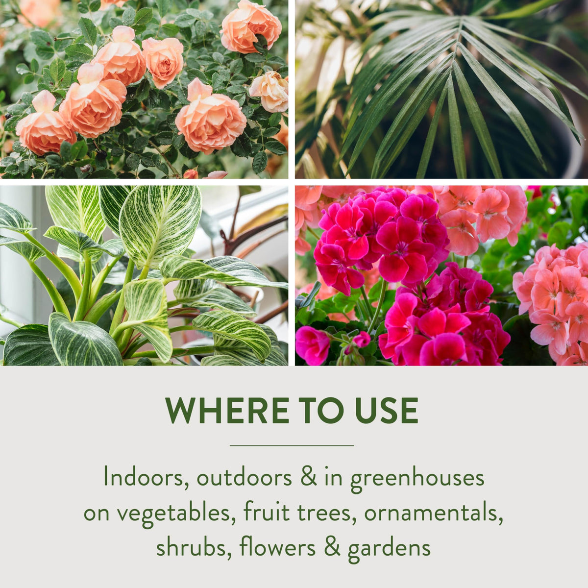 Applying spray to vegetables in garden with Garden Safe insecticidal soap.