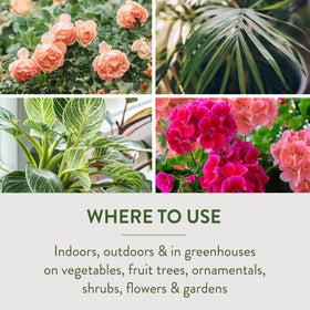 Applying spray to vegetables in garden with Garden Safe insecticidal soap.