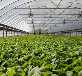 Garden Tailor indoors and windows netting helps keep pests out