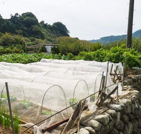 Garden Tailor lightweight netting guards crops without blocking light
