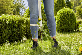 Gardena Weed Puller ideal for removing dandelions in lawn and beds.
