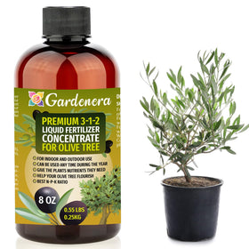 Gardenera bottle with olive tree demonstrating easy fertilizer application for lush indoor growth