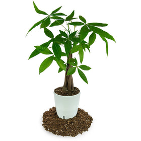 Gardenera Money Tree Soil Mix pouring demonstrates moisture drainage for healthy roots