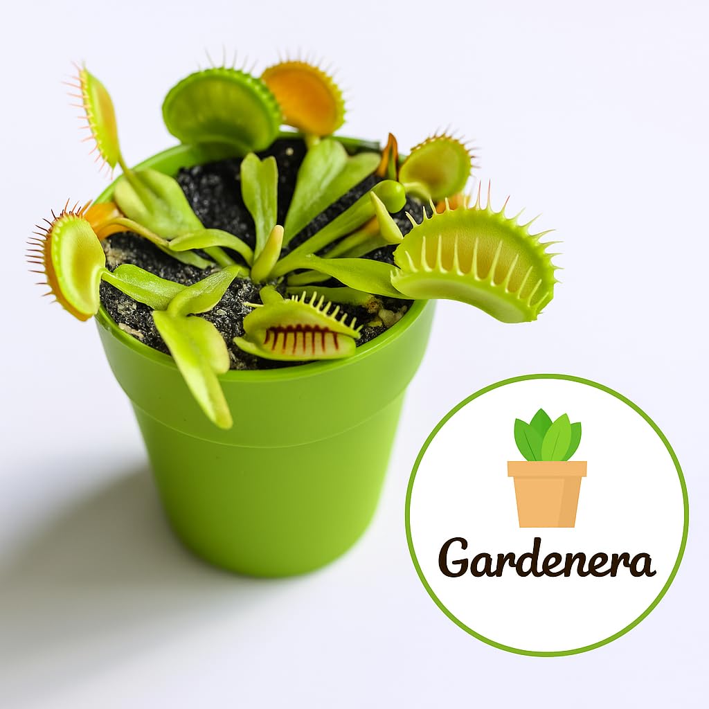 Gardenera moss-perlite blend close-up showing clean texture