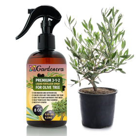 Gardenera Olive Tree Spray Bottle applying a gentle foliar mist for vibrant leaves.