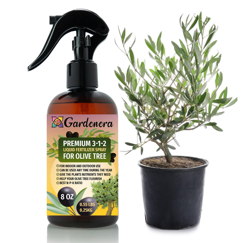 Gardenera Olive Tree Spray Bottle applying a gentle foliar mist for vibrant leaves.