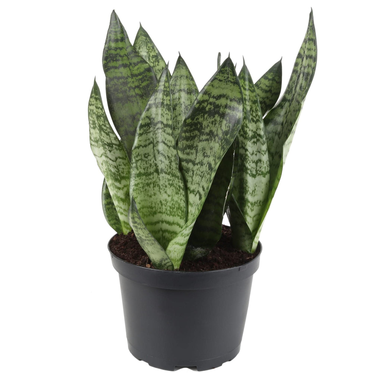 Gardenera snake plant soil mix delivers quick drainage for healthier roots