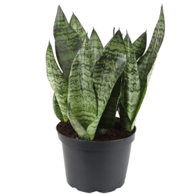 Gardenera snake plant soil mix delivers quick drainage for healthier roots