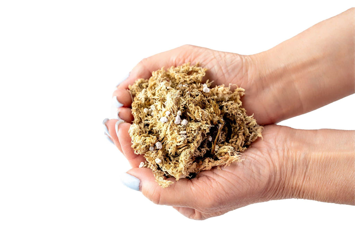 Gardenera top-dressing moss adds visual appeal and moisture