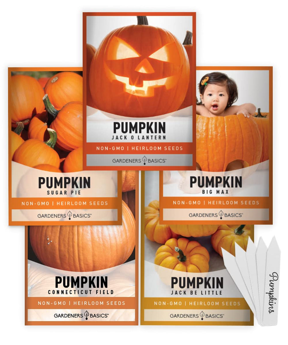 Gardeners Basics Baby Boo pumpkin seeds pack for fun backyard gardening and edible pumpkins