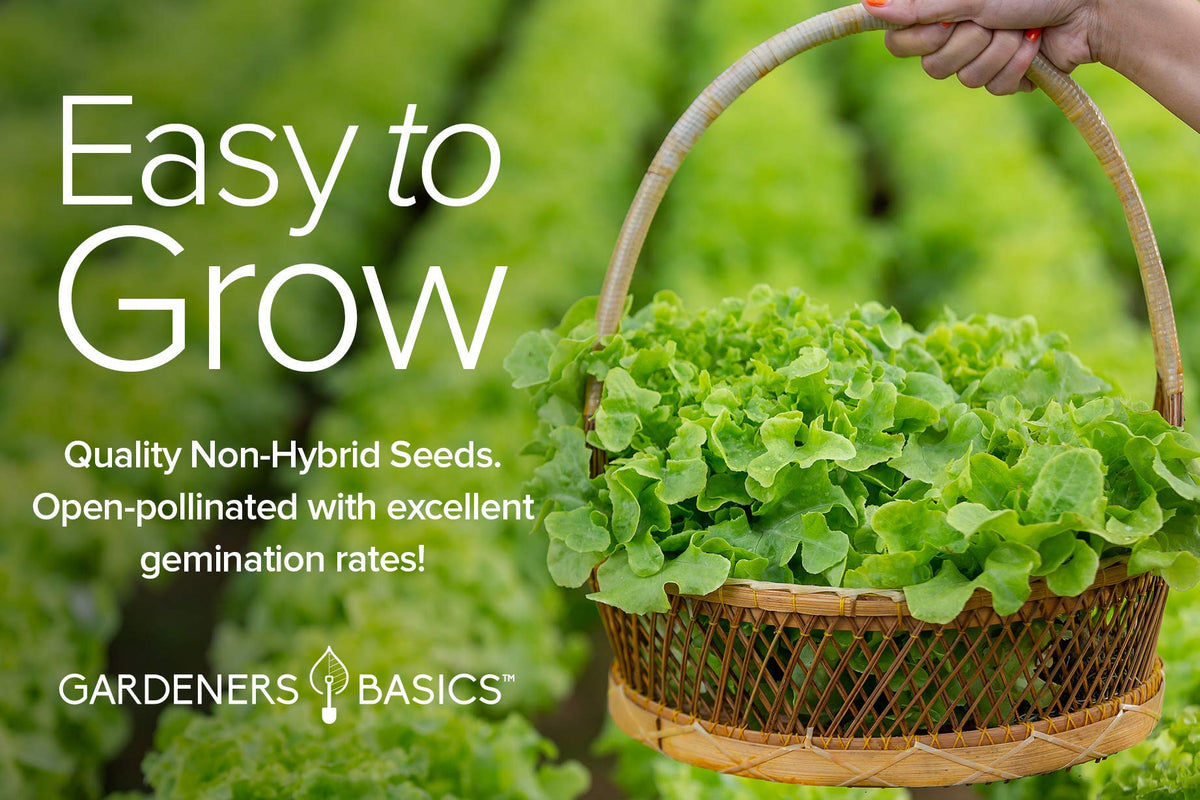 Gardeners Basics buttercrunch lettuce seeds ideal for crisp garden salads.