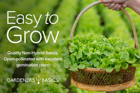 Gardeners Basics buttercrunch lettuce seeds ideal for crisp garden salads.