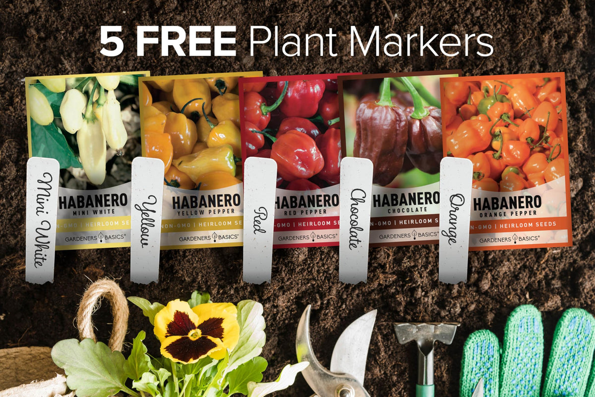 Gardeners Basics chocolate habanero seeds packet for deep smoky heat