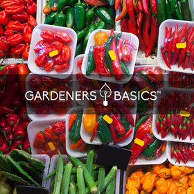 Gardeners Basics full variety pack displayed on bench ready for planting