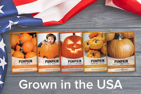Gardeners Basics Giant Big Max seeds for a large orange pumpkin harvest