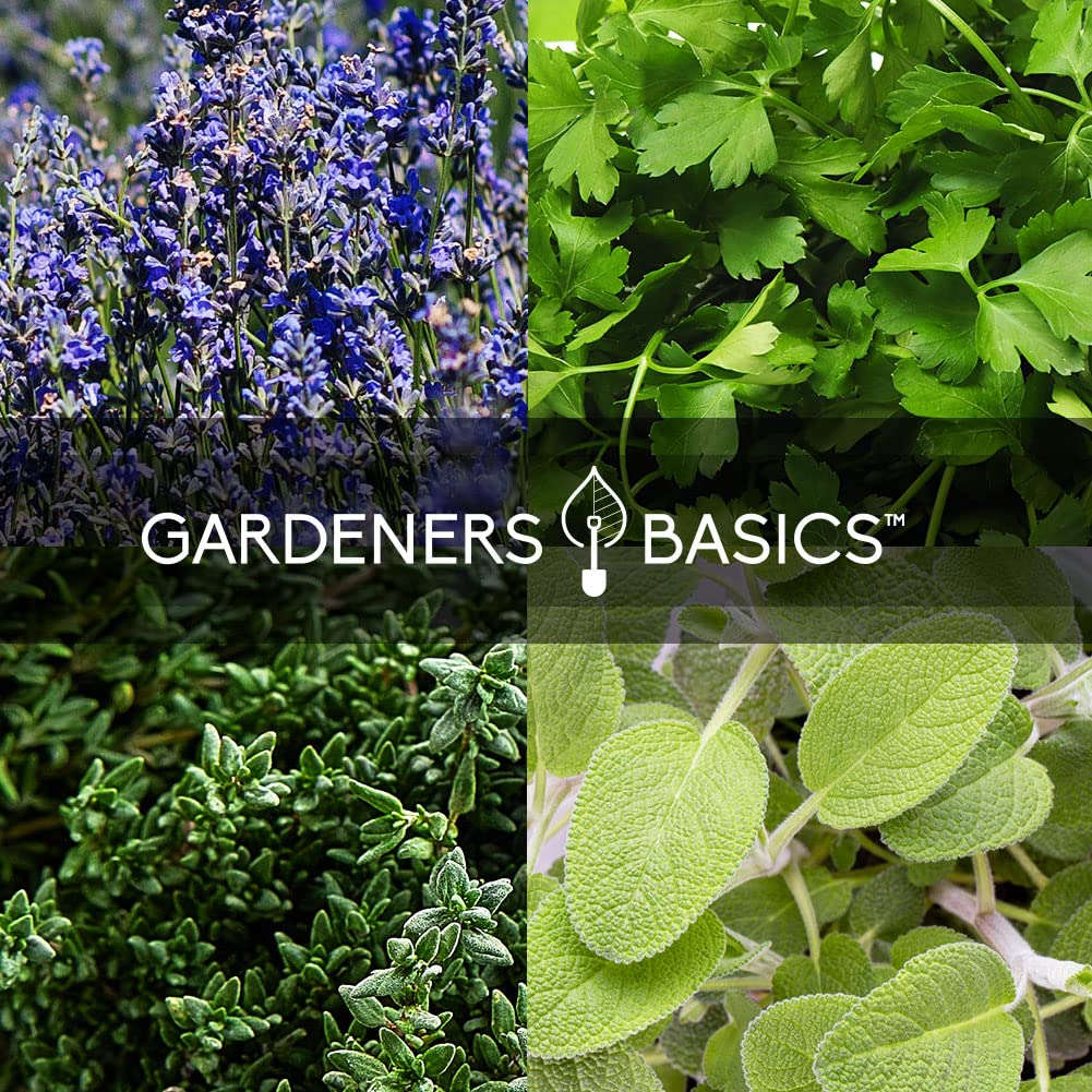 Gardeners Basics heirloom seeds closeup showing high germination potential