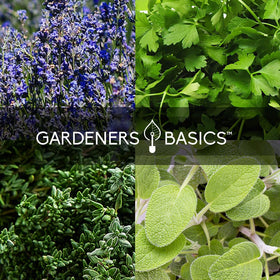 Gardeners Basics heirloom seeds closeup showing high germination potential