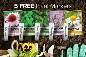 Gardeners Basics thriving herbs in garden bed or container.