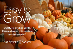 Gardeners Basics Jack Be Little seeds for small decorative pumpkins and crafts